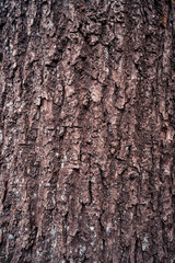 Fototapeta premium Baumrinde Baum Wald Hintergrund