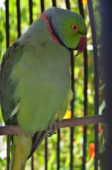 yellow and green parrot