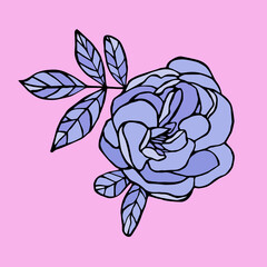 Vector illustration wiyh violet rose