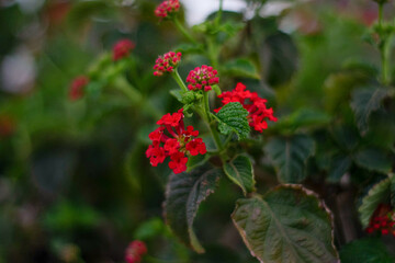 flores plantadas al aire libre