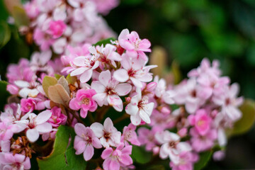 flores plantadas al aire libre