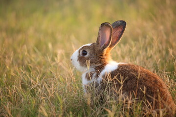 Rabbit in green field and farm way. Lovely and lively bunny in nature with happiness. Hare in the forest. Young cute bunny playing in the garden with grass and small flower in dreamy golden light.