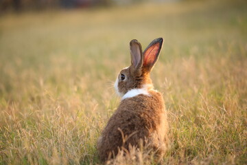 Rabbit in green field and farm way. Lovely and lively bunny in nature with happiness. Hare in the forest. Young cute bunny playing in the garden with grass and small flower in dreamy golden light.
