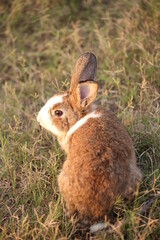 Rabbit in green field and farm way. Lovely and lively bunny in nature with happiness. Hare in the forest. Young cute bunny playing in the garden with grass and small flower in dreamy golden light.