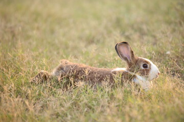 Rabbit in green field and farm way. Lovely and lively bunny in nature with happiness. Hare in the forest. Young cute bunny playing in the garden with grass and small flower in dreamy golden light.