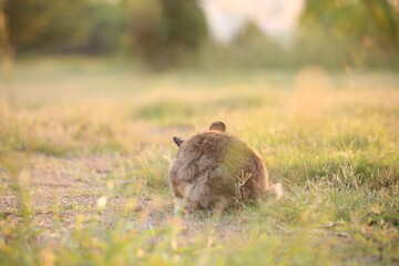 Rabbit in green field and farm way. Lovely and lively bunny in nature with happiness. Hare in the forest. Young cute bunny playing in the garden with grass and small flower in dreamy golden light.
