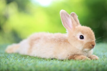 Cute little rabbit on green grass with natural bokeh as background during spring. Young adorable bunny playing in garden. Lovrely pet at park