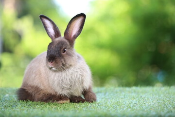 Cute little rabbit on green grass with natural bokeh as background during spring. Young adorable bunny playing in garden. Lovrely pet at park