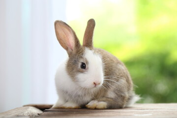 Cute little rabbit on green grass with natural bokeh as background during spring. Young adorable bunny playing in garden. Lovrely pet at park