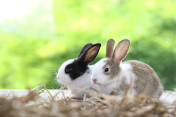 Cute little rabbit on green grass with natural bokeh as background during spring. Young adorable bunny playing in garden. Lovrely pet at park