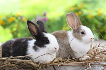 Cute little rabbit on green grass with natural bokeh as background during spring. Young adorable bunny playing in garden. Lovrely pet at park