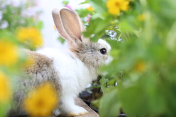 Cute little rabbit on green grass with natural bokeh as background during spring. Young adorable bunny playing in garden. Lovrely pet at park