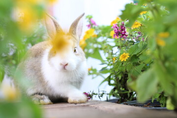 Fototapeta premium Cute little rabbit on green grass with natural bokeh as background during spring. Young adorable bunny playing in garden. Lovrely pet at park