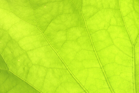 Close-up of a lotus green leaf beautiful texture background