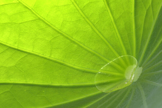 Close-up of a lotus green leaf beautiful texture background
