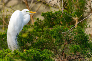 Great white Egret in Mating Plumage. Breeding season of wading birds. Aigrettes male choosing a nesting area in nest platform. It is also known as the American Egret, the Large Egret ,Common Egret.