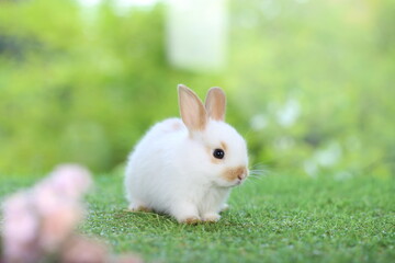 Cute little rabbit on green grass with natural bokeh as background during spring. Young adorable bunny playing in garden. Lovrely pet at park