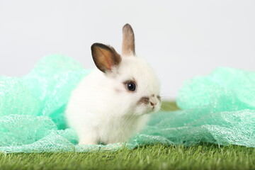 Cute little rabbit on green grass with natural bokeh as background during spring. Young adorable bunny playing on fluffy green cloth as baby bunnly pet in studio.