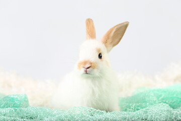 Cute little rabbit on green grass with natural bokeh as background during spring. Young adorable bunny playing on fluffy green cloth as baby bunnly pet in studio.