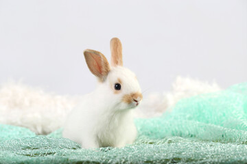Cute little rabbit on green grass with natural bokeh as background during spring. Young adorable bunny playing on fluffy green cloth as baby bunnly pet in studio.