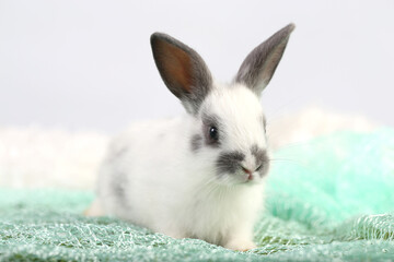 Cute little rabbit on green grass with natural bokeh as background during spring. Young adorable bunny playing on fluffy green cloth as baby bunnly pet in studio.