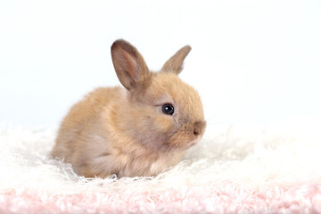 Cute little rabbit on green grass with natural bokeh as background during spring. Young adorable bunny playing on fluffy pink cloth as baby bunnly pet in studio.