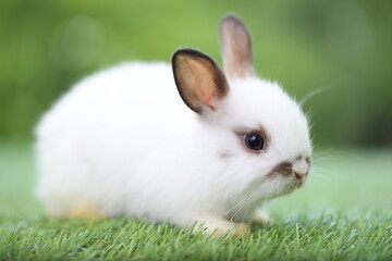 Cute little rabbit on green grass with natural bokeh as background during spring. Young adorable bunny playing in garden. Lovely pet at park with baby carrot as food.