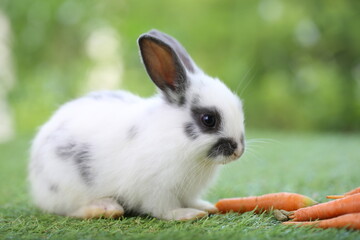 Cute little rabbit on green grass with natural bokeh as background during spring. Young adorable bunny playing in garden. Lovely pet at park with baby carrot as food.