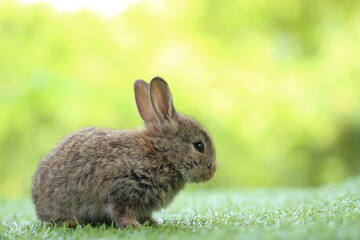 Cute little rabbit on green grass with natural bokeh as background during spring. Young adorable bunny playing in garden. Lovrely pet at park