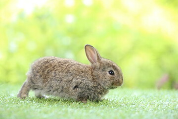 Naklejka na ściany i meble Cute little rabbit on green grass with natural bokeh as background during spring. Young adorable bunny playing in garden. Lovrely pet at park