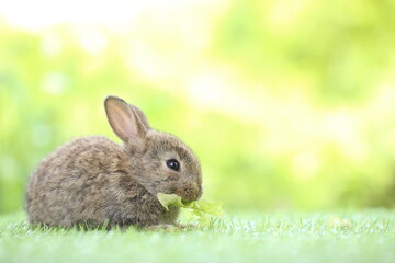 Cute little rabbit on green grass with natural bokeh as background during spring. Young adorable bunny playing in garden. Lovrely pet at park