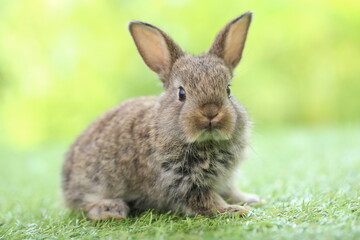 Cute little rabbit on green grass with natural bokeh as background during spring. Young adorable bunny playing in garden. Lovrely pet at park