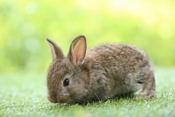 Cute little rabbit on green grass with natural bokeh as background during spring. Young adorable bunny playing in garden. Lovrely pet at park