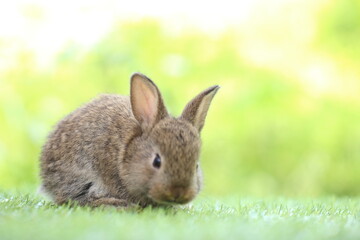 Fototapeta premium Cute little rabbit on green grass with natural bokeh as background during spring. Young adorable bunny playing in garden. Lovrely pet at park