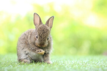 Cute little rabbit on green grass with natural bokeh as background during spring. Young adorable bunny playing in garden. Lovrely pet at park