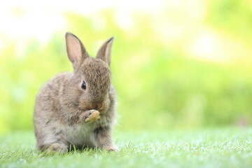 Cute little rabbit on green grass with natural bokeh as background during spring. Young adorable bunny playing in garden. Lovrely pet at park