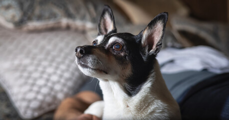 Little Dog, Toy Fox Terrier, relaxing on bed at home beside the owner sleeping.