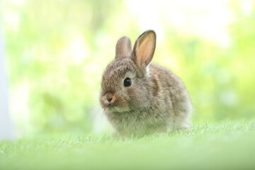 Cute little rabbit on green grass with natural bokeh as background during spring. Young adorable bunny playing in garden. Lovrely pet at park