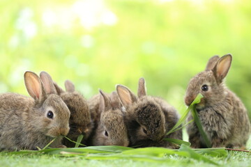 Cute little rabbit on green grass with natural bokeh as background during spring. Young adorable bunny playing in garden. Lovrely pet at park