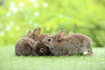 Cute little rabbit on green grass with natural bokeh as background during spring. Young adorable bunny playing in garden. Lovrely pet at park