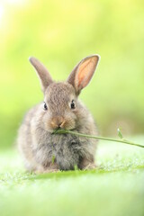 Cute little rabbit on green grass with natural bokeh as background during spring. Young adorable bunny playing in garden. Lovrely pet at park