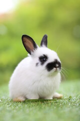 Cute little rabbit on green grass with natural bokeh as background during spring. Young adorable bunny playing in garden. Lovrely pet at park