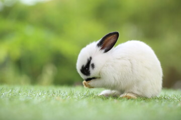 Cute little rabbit on green grass with natural bokeh as background during spring. Young adorable bunny playing in garden. Lovrely pet at park