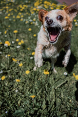 kleiner süßer Hund fängt Leckerchen im Garten Jack Russell Terrier Mischling