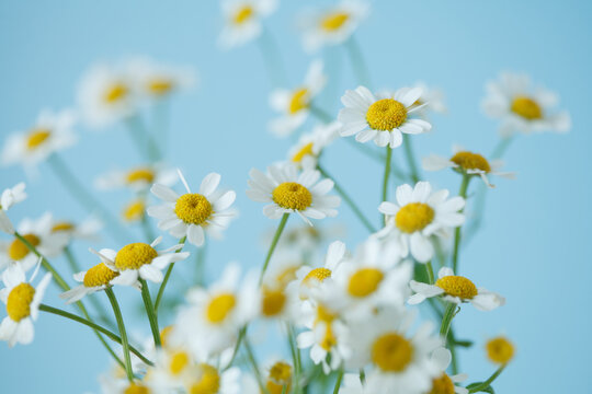 Beautiful wild chamomile flowers on pastel blue background, floral composition