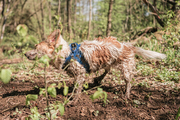 kleiner nasser Hund schüttelt sich Terrier Mischling im Wald