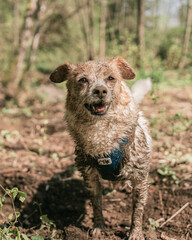 Fototapeta premium süßer kleiner dreckiger Hund Jack Russell Terrier Mischling hat sich im Dreck gewälzt