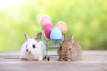 Baby cute and adorable rabbit sitting on green grass. Small and young bunny  is a lovely furry pet.  Easter concept on yellow background, egg and grass with bokeh as nature background
