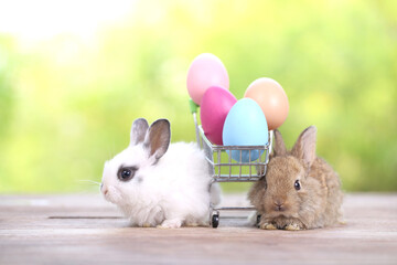 Baby cute and adorable rabbit sitting on green grass. Small and young bunny  is a lovely furry pet.  Easter concept on yellow background, egg and grass with bokeh as nature background