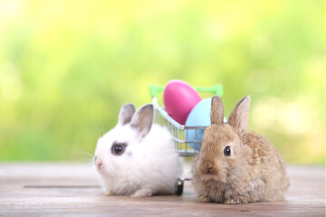 Baby cute and adorable rabbit sitting on green grass. Small and young bunny  is a lovely furry pet.  Easter concept on yellow background, egg and grass with bokeh as nature background